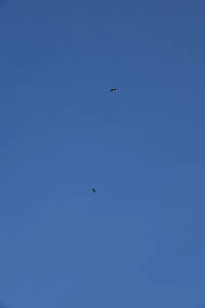 DSC_0270 (Large).JPG